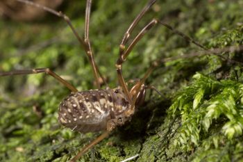 Media type: image;   Invertebrate Zoology 133309